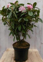Rododendron 80 cm paars