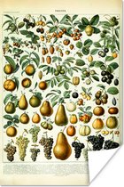Affiche Adolphe Millot - Vintage - Fruit - Poire - Raisin - 20x30 cm
