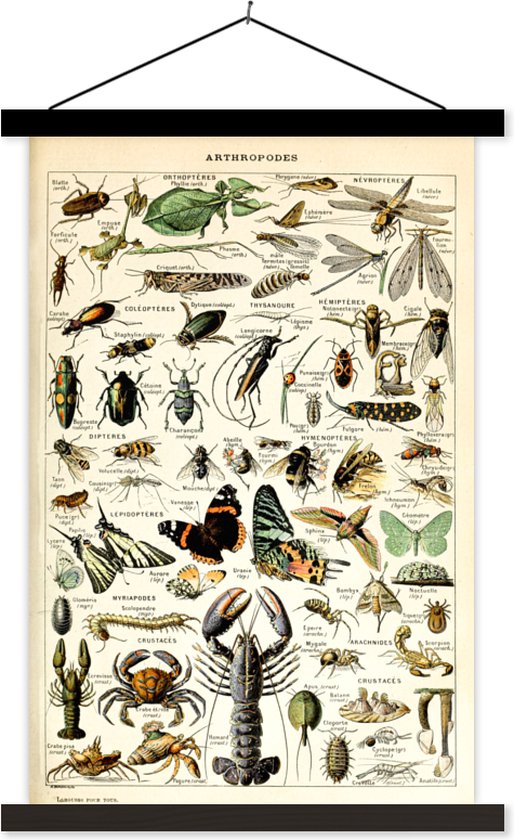 Posterhanger incl. Poster - Schoolplaat - Dieren - Adolphe Millot - Vintage - Insecten - Kunst - 40x60 cm - Zwarte latten