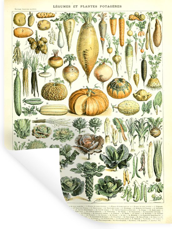 Muurstickers - Sticker Folie - Vintage - Groenten - Wortel - Kunst - Adolphe Millot - Oranje - 60x80 cm - Plakfolie - Muurstickers Kinderkamer - Zelfklevend Behang - Zelfklevend behangpapier - Stickerfolie