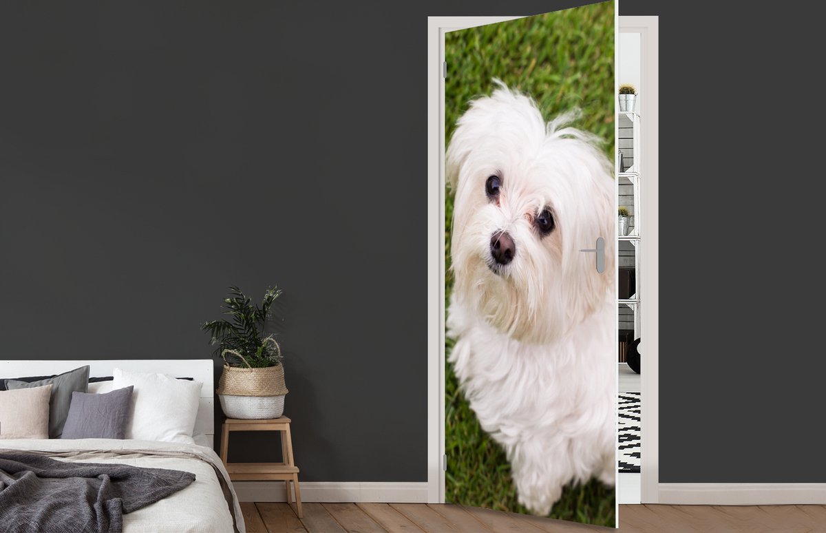 Afbeelding van product StickerSnake  Deursticker Maltezer hond kijkt naar boven - 90x215 cm - Deurposter