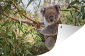 Tuindecoratie Koala - Bladeren - Takken - Kinderen - Jongens - Meiden - 60x40 cm - Tuinposter - Tuindoek - Buitenposter