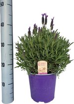 Kruid van Botanicly – Lavendel – Hoogte: 40 cm – Lavendula stoechas