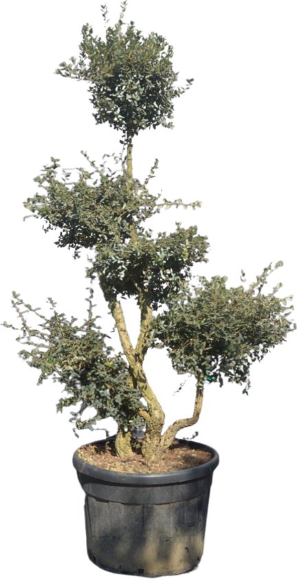 Kurkeik - Quercus Suber - Pom pon | Hoogte: 250-300 cm