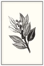 Ilex Hulst zwart-wit 2 (Holly Bud) - Foto op Akoestisch paneel - 150 x 225 cm