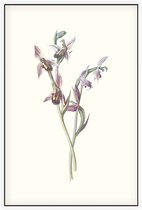 Bijenorchis (Bee Orchis) - Foto op Akoestisch paneel - 100 x 150 cm