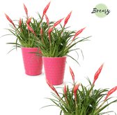 Breasy Bromelia Multiflora Astrid in roze keramieken sierpot | 2 stuks | Ø 13cm |  30-35 cm