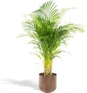 XXL Areca Palm Met pot - Goudpalm/Dypsis Lutescens - 130cm hoog , 24Ø - Kamerplant