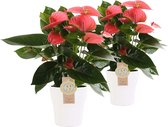 Duo Anthurium Pink Champion in keramiek Anna (wit) ↨ 40cm - 2 stuks - hoge kwaliteit planten