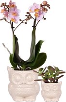 Planten duo Uil roze | Orchidee en Crassula