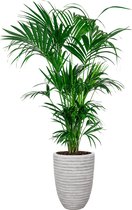 Kentia Howea in Nature Row Vase Elegant wit | Palm