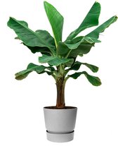 Musa Dwarf Cavendish XL in Greenville grijs | Bananenplant