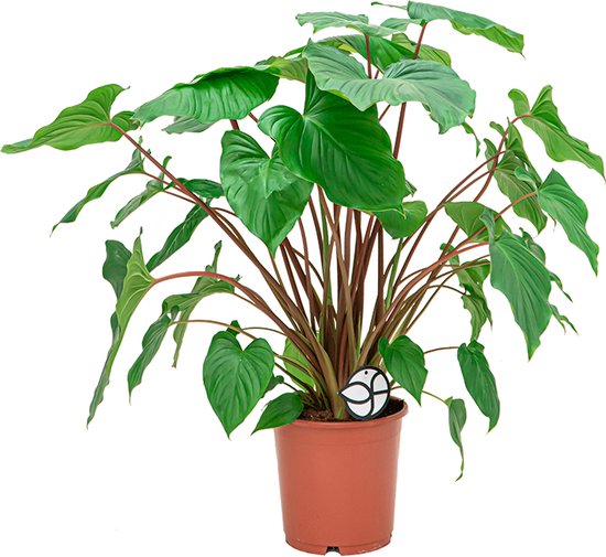 Homalomena Maggy Homalomena bol