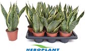 Kamerplant van Botanicly – Vrouwentongen – Hoogte: 35 cm – Sansevieria trif. Superba