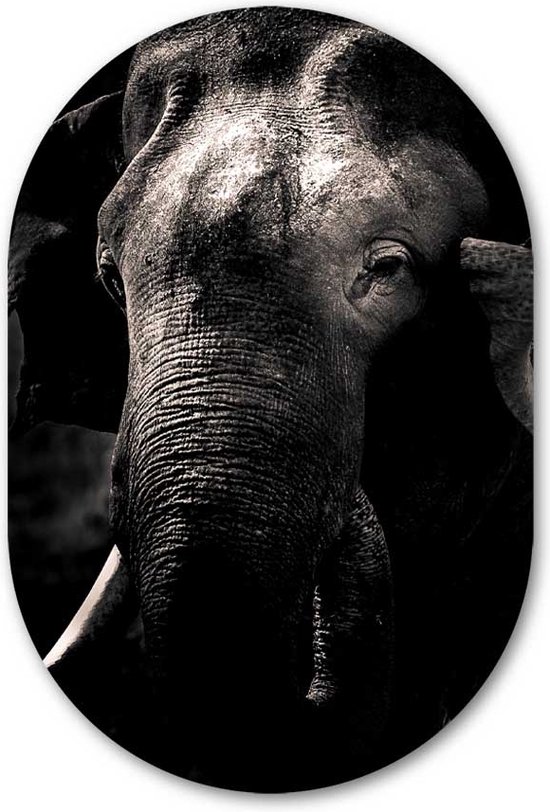 Wandovaal Olifant zwart wit - WallCatcher | Acrylglas 70x105 cm | Ovalen schilderij | Muurovaal Elephant