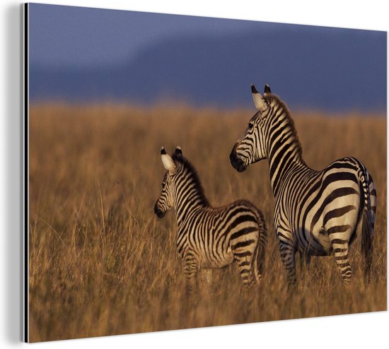Wanddecoratie Metaal - Aluminium Schilderij - Moeder en baby zebra