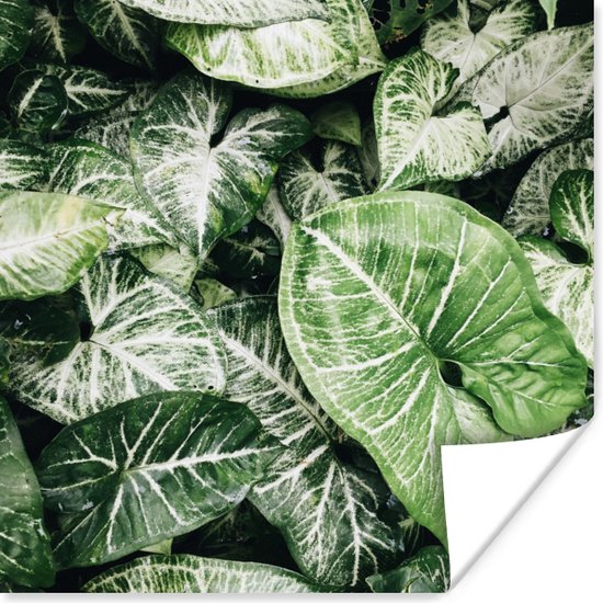 Poster Feuilles - Protecteur induction - vert - Tapis induction - 30x30 cm