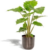 Alocasia Portodora Met pot - Olifantsoor - 80cm hoog , 21Ø - Kamerplant