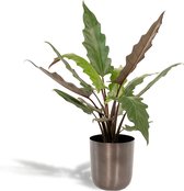 Alocasia Lauterbachiana Met pot - Olifantsoor - 80cm hoog , 19Ø - Kamerplant