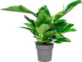 Philodendron Imperial Green | Philodendron