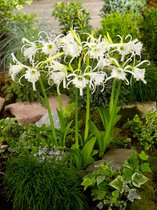 50x Spinlelie 'Hymenocallis ismene festalis'  - BULBi® bloembollen en planten met bloeigarantie