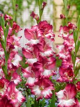80x Gladiolen 'Cum laude'  - BULBi® bloembollen en planten met bloeigarantie