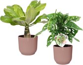 Combi Monstera ‘Monkey Leaf’ en Brighamia 'Hawaii Palm’ in ELHO Vibes Fold Round (delicaat roze) ↨ 35cm - 2 stuks - hoge kwaliteit planten