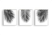 Schilderij  Set 3 Tropische palmboom bladeren - Zwart / Wit / Zwart / Wit / 30x21cm
