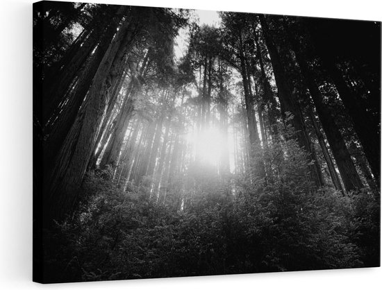 Artaza Canvas Schilderij Bos met Zon tussen de Hoge Bomen - Zwart Wit - 90x60 - Foto Op Canvas - Canvas Print - Muurdecoratie