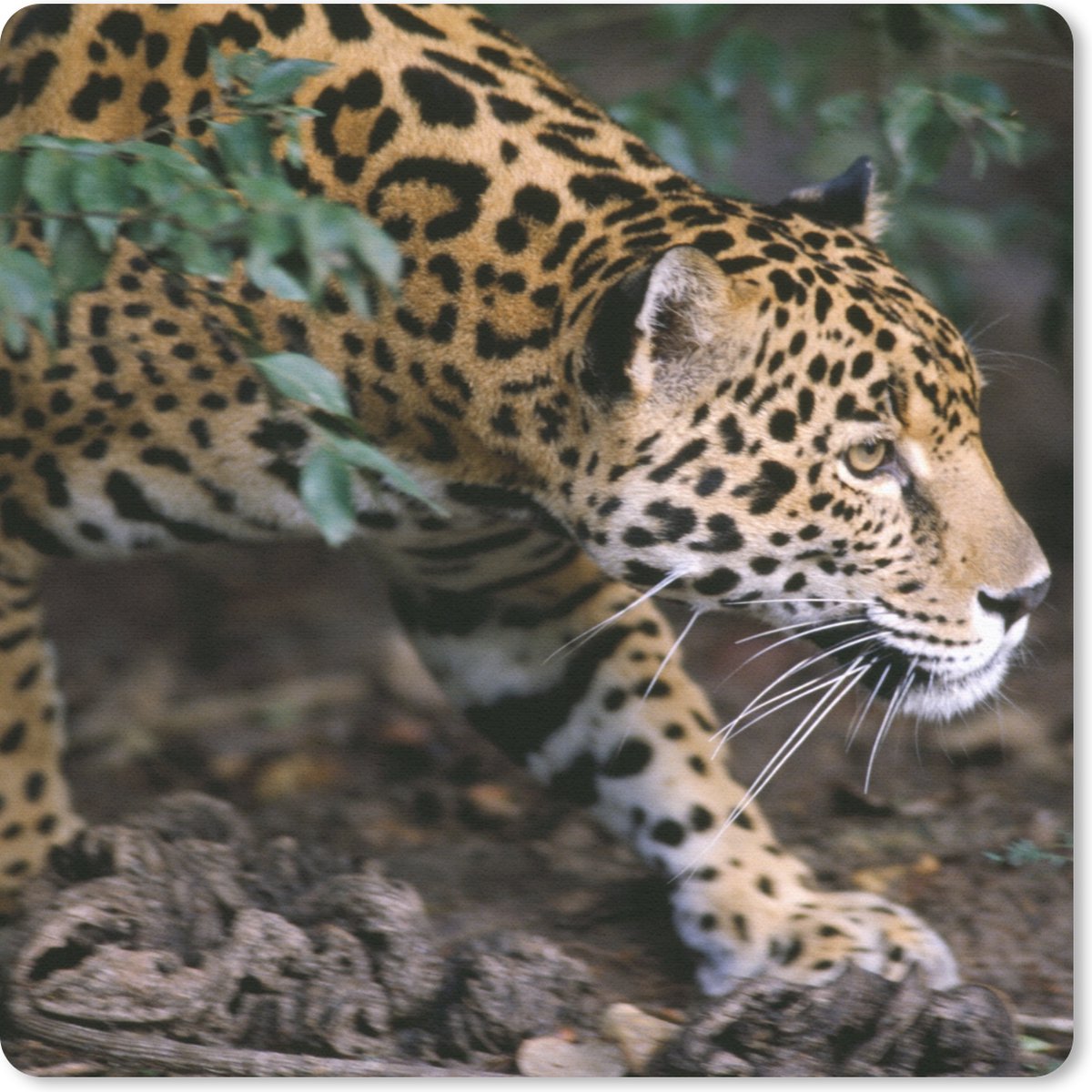 Muismat 30x30 cm - Mousepad Sluipende jaguar in bos - Muismatten