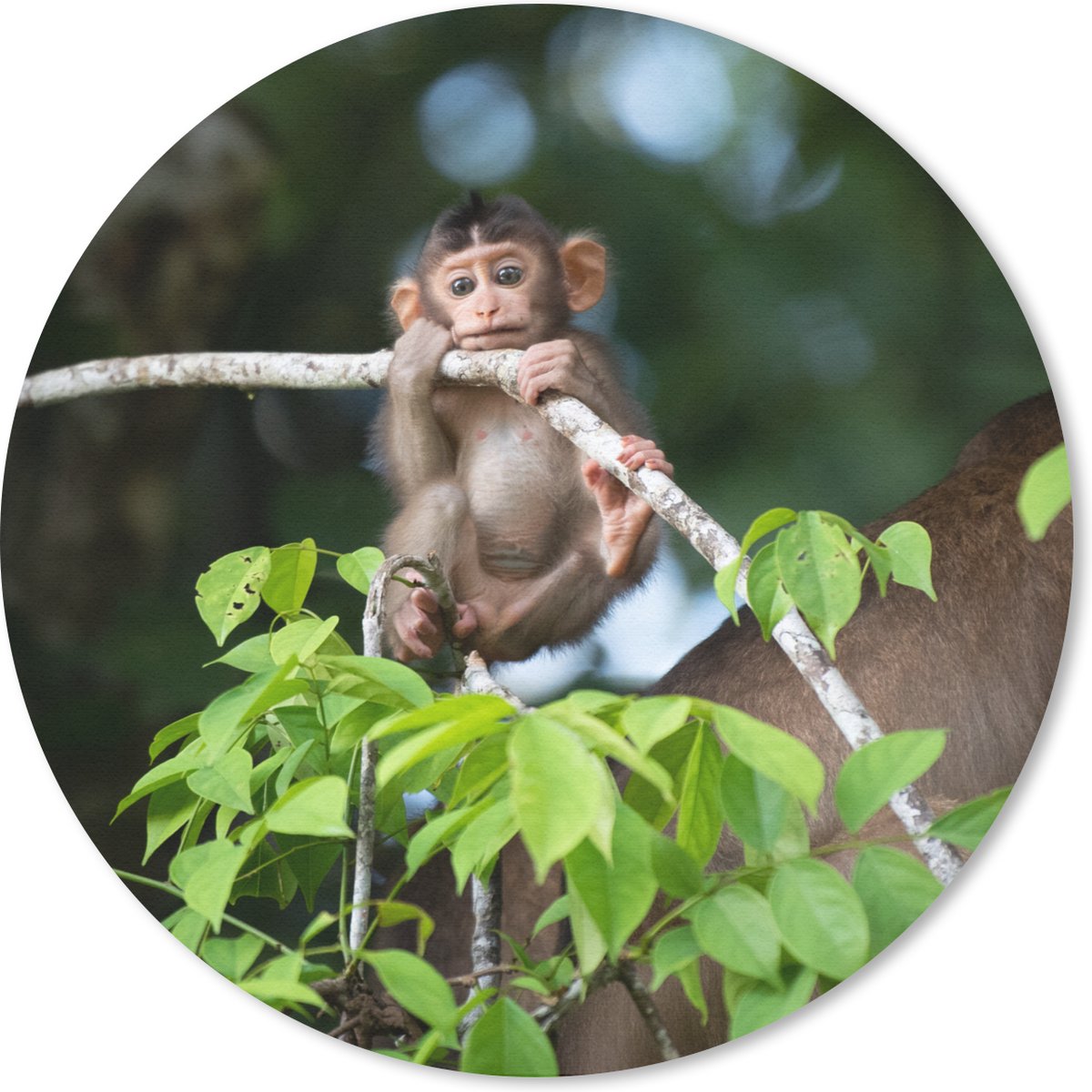 Muismat rond 40x40 cm - Mousepad Jonge aap hangend aan tak - Ronde muismatten