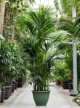 Kentiapalm Howea Forsteriana palm L 260 cm kamerplant