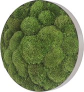 Stylegreen Ronde verticale tuin - Pole moss - Ellipsoid - Diameter