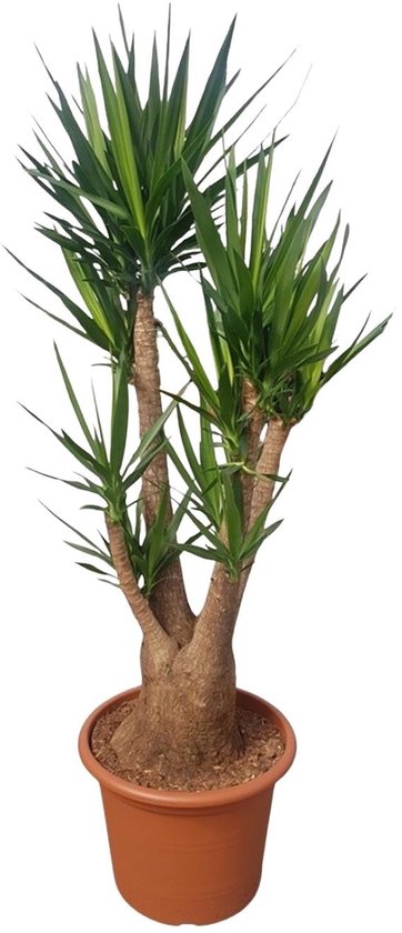 Yucca Elephantipes vertakt - 190 cm - ø55