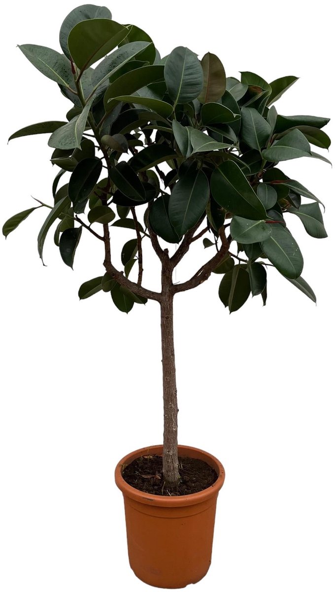 Ficus Elastica Robusta op stam - 190 cm - ø35-40cm