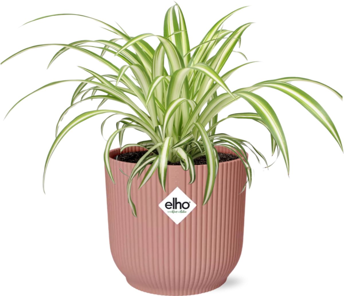 Chlorophytum Comosum Variegatum in ELHO Vibes Fold 14cm roze