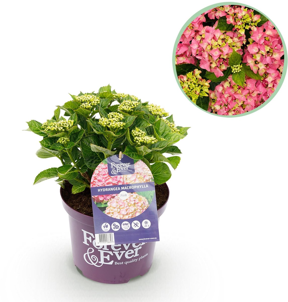 Terrasplant - Hortensia - Hydrangea Forever & Ever - Roze - 7-12 Bloemen - Pot 23cm Hoogte 55cm