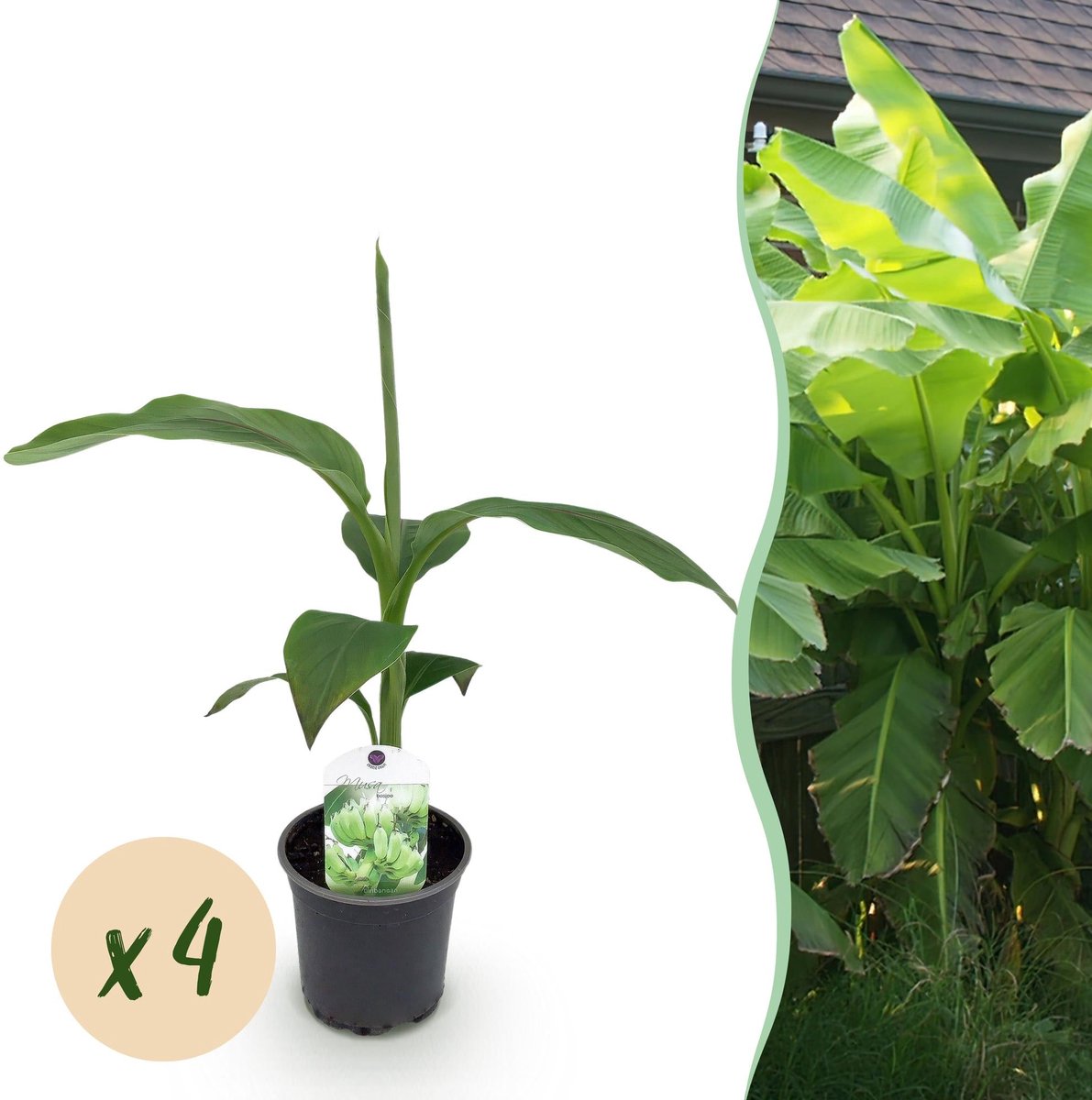 Fruitplant - Bananen plant - Musa Basjoo - Winterhard - 4 planten - Pot 12cm Hoogte 30cm