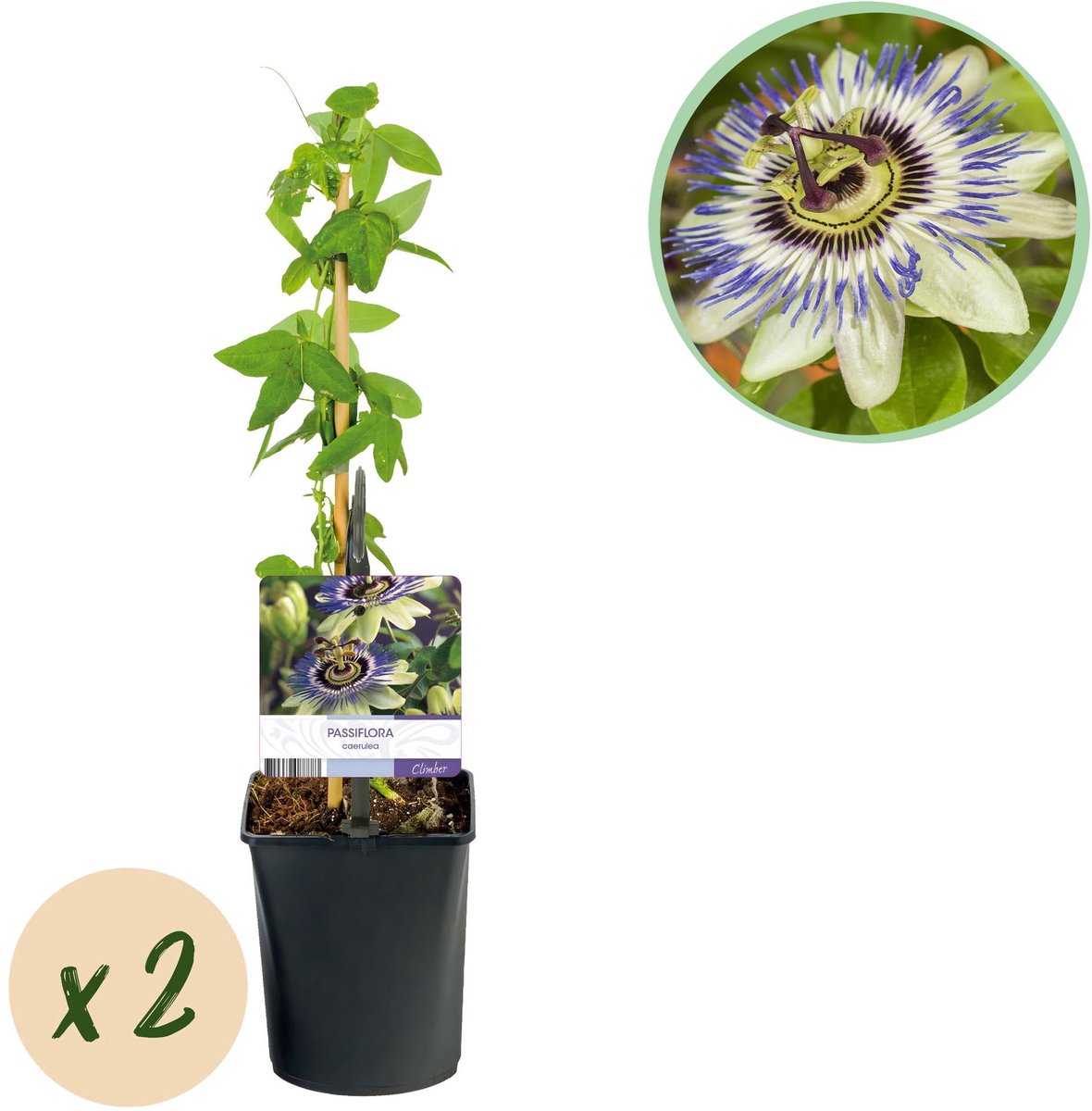 Passiebloem - Passiflora caerulea - Bloem Blauw met Groen Wit - Weinig onderhoud - 2 planten - Pot 11cm Hoogte 40cm