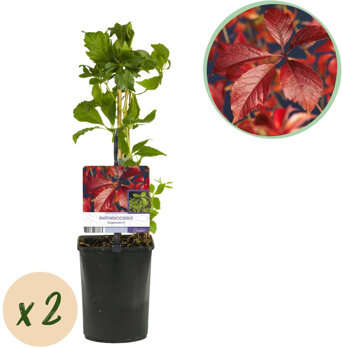 Wilde Wingerd - Parthenocissus Engelmannii - Blad Groen later Rood - Weinig onderhoud - 2 planten - Pot 11cm Hoogte 40cm