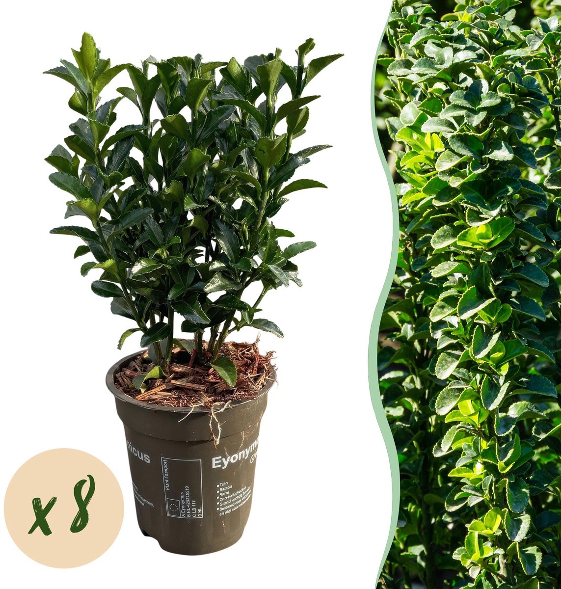 8x Euonymus japonica Green Spire - Kardinaalsmuts - Haagplanten - Groenblijvend - Groen - Pot 9cm - Hoogte 20-25cm