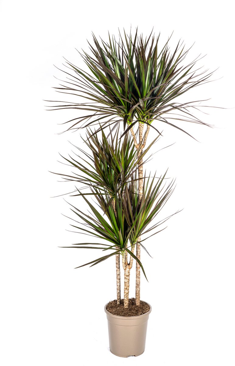 Dracaena Marginata Magenta Ø24cm - 130 - 150cm