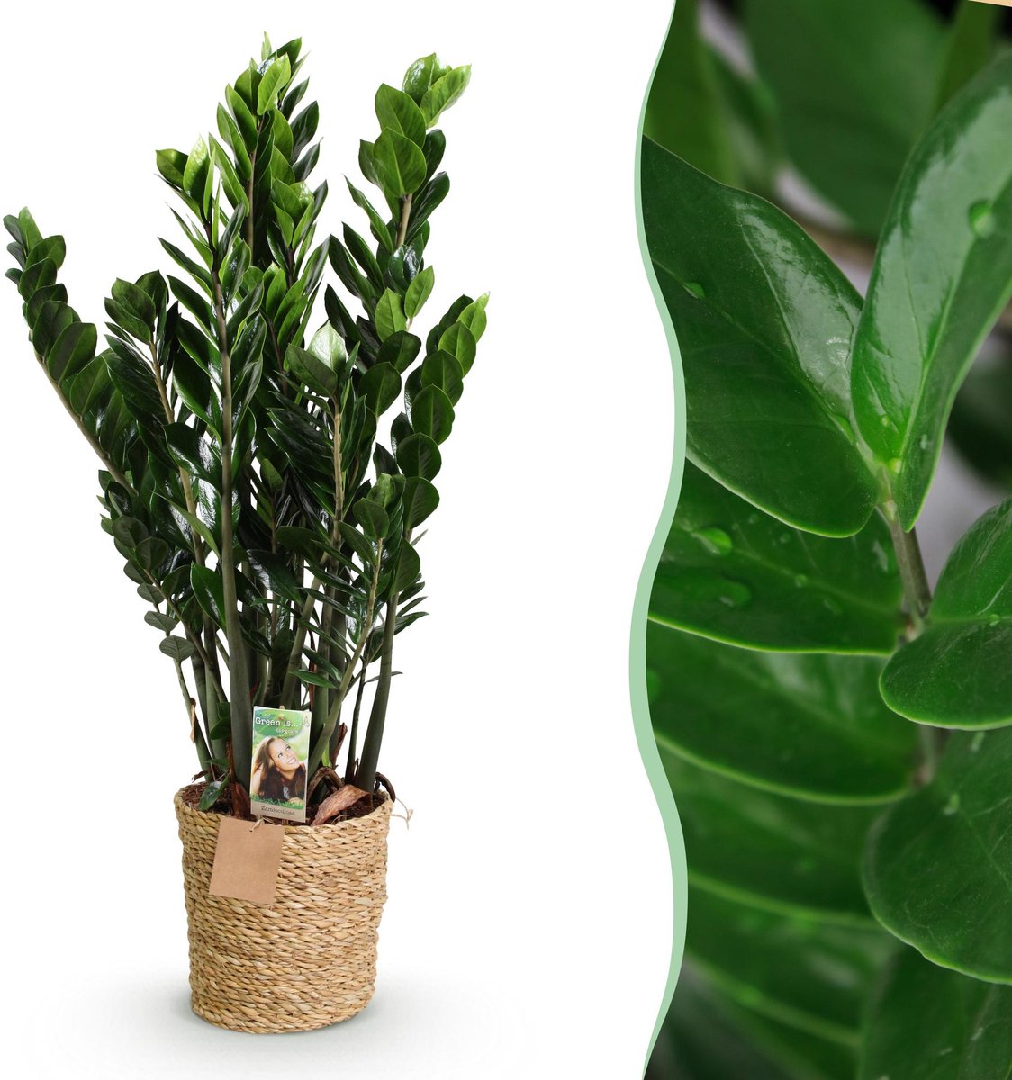 Green is... Kamerplanten - Zamioculcas - ZZ-plant - Weinig onderhoud - met mand - Groen - 1 Plant - Pot 21cm - Hoogte 80-90cm