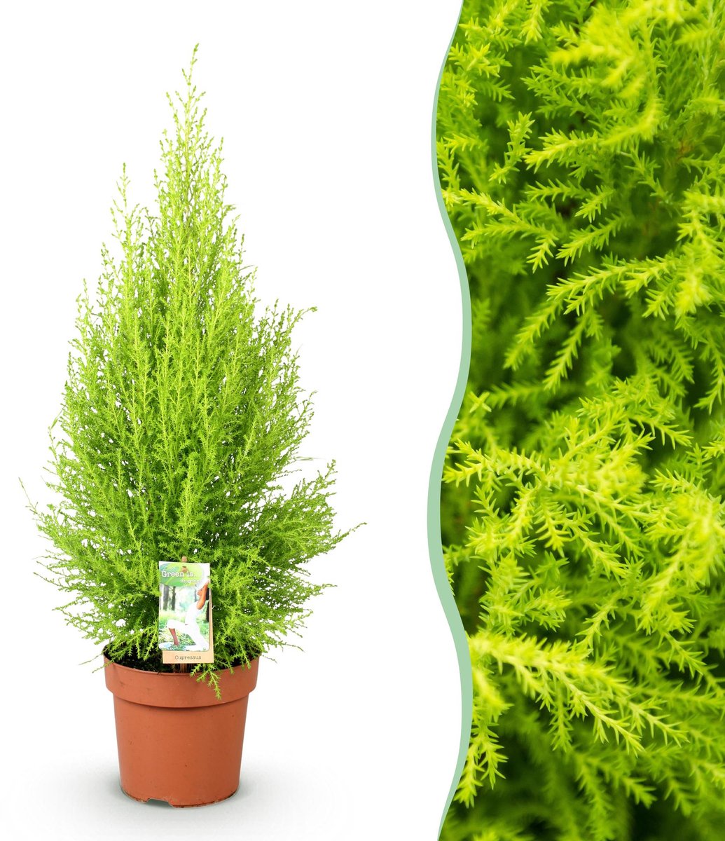 Green is... Kamerplanten - Cupressus Gold Crest Wilma - Kamer conifeer - Weinig onderhoud - Groen - 1 Plant - Pot 21cm - Hoogte 85-95cm