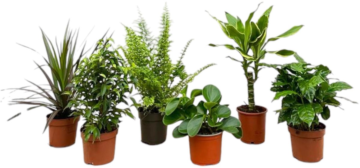 Verrassingsbox - 6 planten - 20-40 cm - Ø12