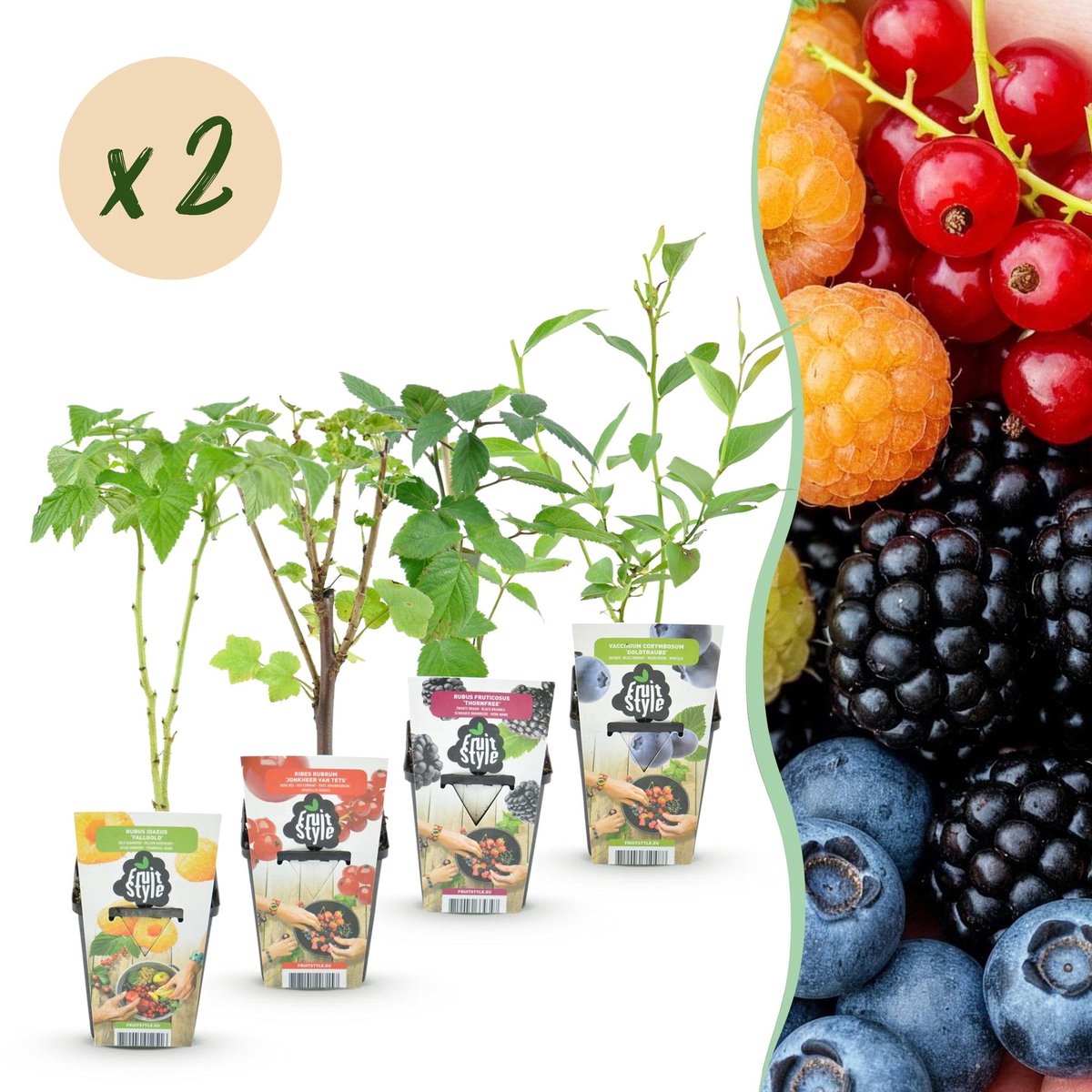 Fruitplanten - Rainbow - Rode Bes - Gele Framboos - Zwarte Braam - Blauwe Bes - Winterhard - 8 Planten - Pot 9cm