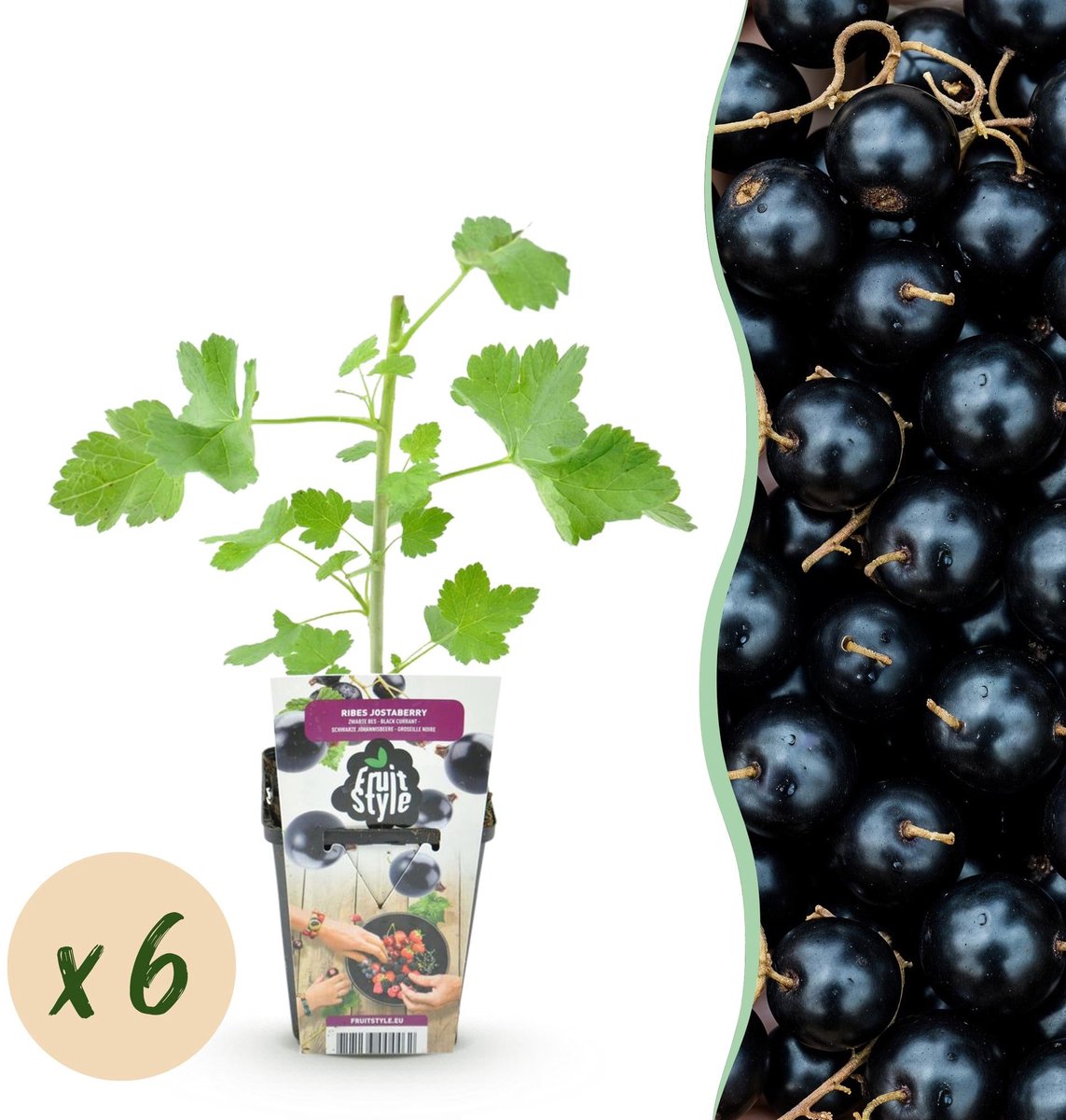 Fruitplanten - Jostabes - Ribes Jostabes - Winterhard - 6 Planten - Pot 9 cm - Zwarte Bes
