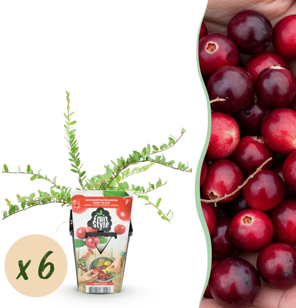 Fruitplanten - Blauwe Bes - Vaccinium macrophylla Early Black - Winterhard - 6 Planten - Pot 9 cm - Donker Rode Bes