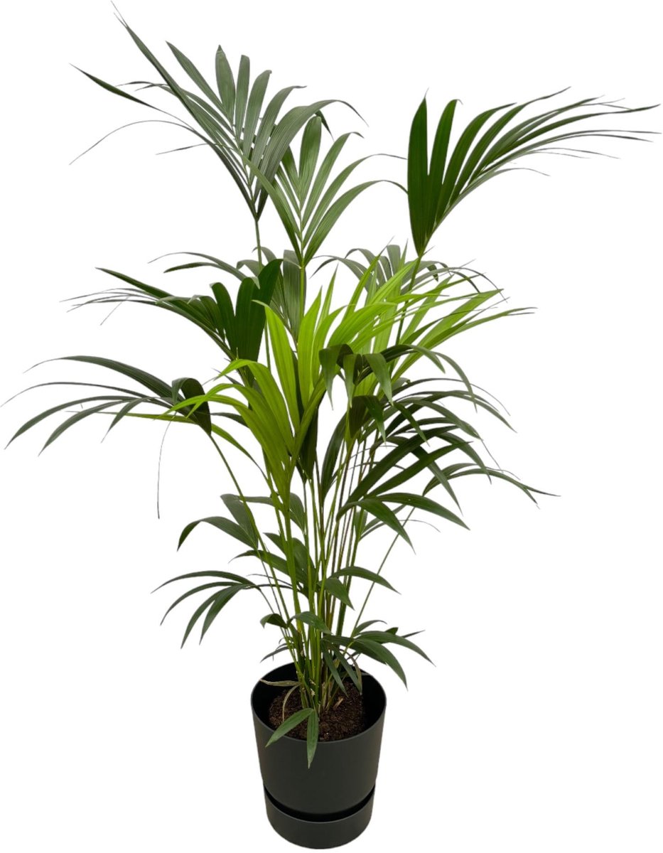Kentia palm inclusief elho Greenville Round zwart - 160cm - Ø30