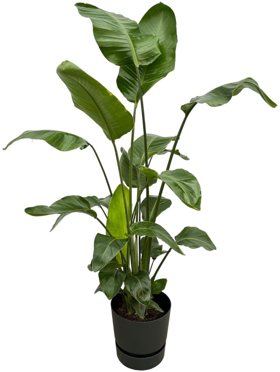 Strelitzia Nicolai inclusief elho Greenville Round zwart - 160cm - Ø30